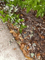 Geobalanus oblongifolius