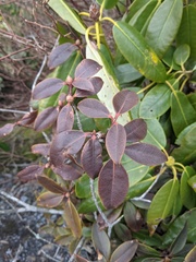 Rhododendron smokianum