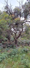Eucalyptus obliqua