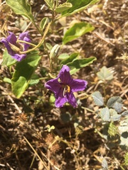 Solanum esuriale