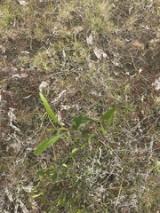 Dodonaea viscosa spatulata