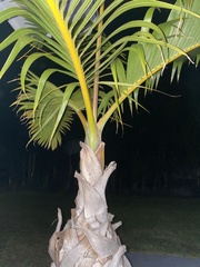Arecoideae