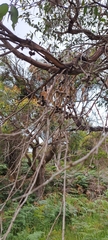 Eucalyptus obliqua