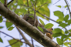 Sciurus yucatanensis