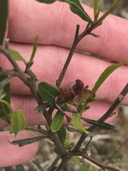 Dodonaea viscosa spatulata