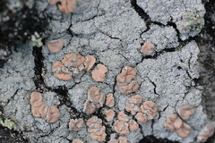 Icmadophila ericetorum