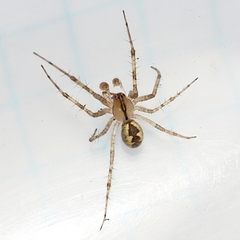 Pityohyphantes