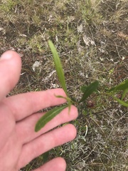Dodonaea viscosa spatulata