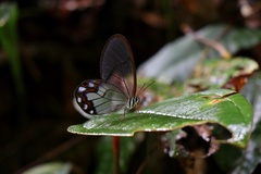 Pseudohaetera hypaesia