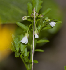 Cardamine