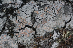 Icmadophila ericetorum