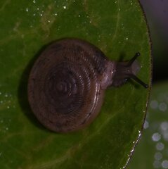 Polygyra