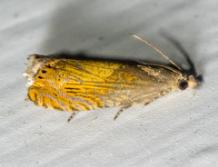 Dichrorampha bittana