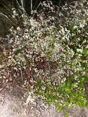 Euphorbia lasiocarpa
