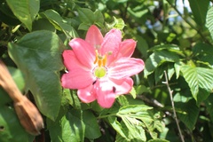 Passiflora mixta