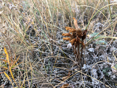 Aphyllon fasciculatum