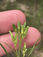 Senecio phelleus