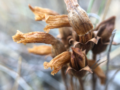 Aphyllon fasciculatum