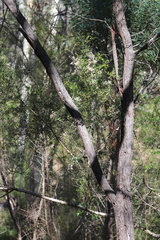 Bursaria spinosa spinosa