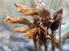 Aphyllon fasciculatum