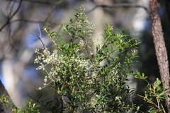 Bursaria spinosa spinosa
