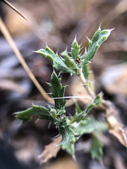 Xanthisma grindelioides