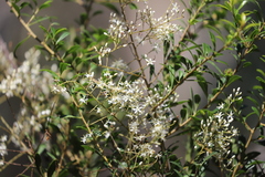 Bursaria spinosa spinosa