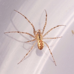 Pityohyphantes