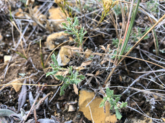 Xanthisma grindelioides