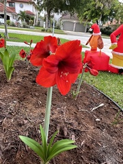 Hippeastrum hybridum