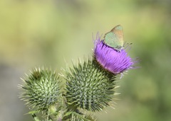 Callophrys affinis