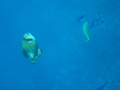 Balistoides viridescens