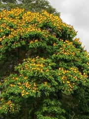 Cenostigma pluviosum