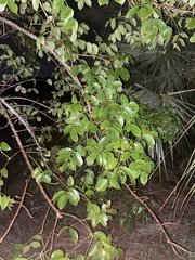 Malpighia emarginata
