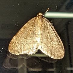 Operophtera brumata
