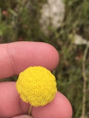 Craspedia variabilis