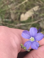 Linum marginale