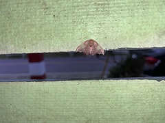 Spectroreta hyalodisca