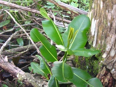 Ficus elastica