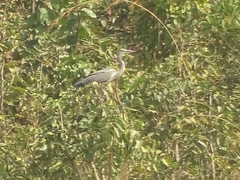 Ardea cinerea