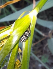Dendryphantes