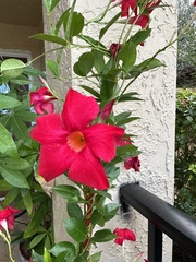 Mandevilla sanderi