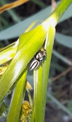 Dendryphantes