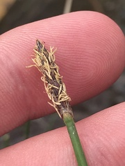 Eleocharis acuta
