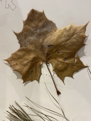 Platanus