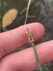 Eleocharis acuta