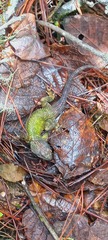 Sceloporus formosus