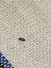 Dermestidae
