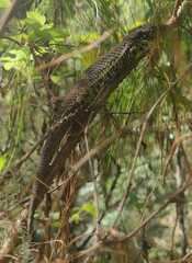 Abronia oaxacae