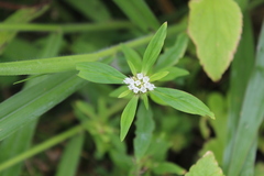 Spermacoce verticillata